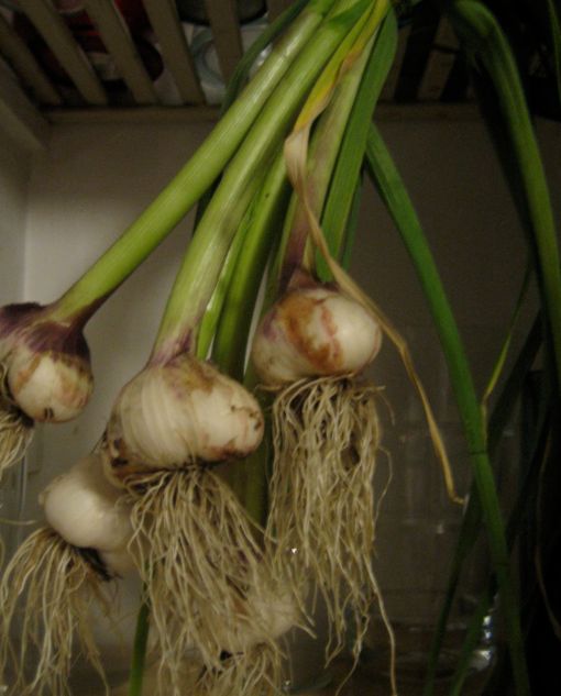 Garlic curing in the pantry